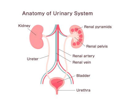 İdrar Sisteminin Anatomisi. Vektör illüstrasyonu.