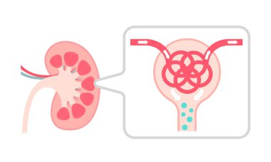 Kidney mechanism and function. Vector illustration. clipart