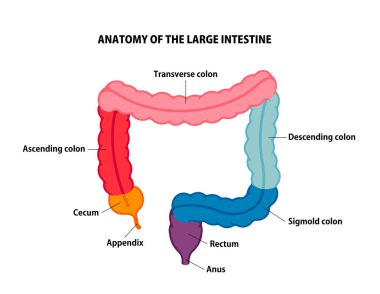 Kalın bağırsak anatomisi vektör çizimi