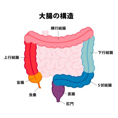 Kalın bağırsak anatomisi vektör çizimi