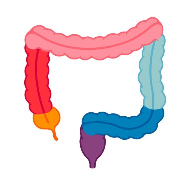 Kalın bağırsak anatomisi vektör çizimi (metin yok )