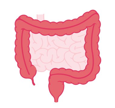Kalın bağırsak anatomisi vektör çizimi (metin yok )