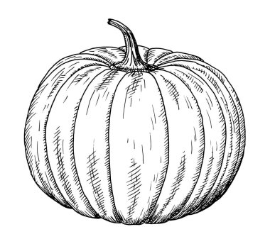 Balkabağı çizimi - Cucurbita 'nın el çizimi, siyah beyaz çizimi