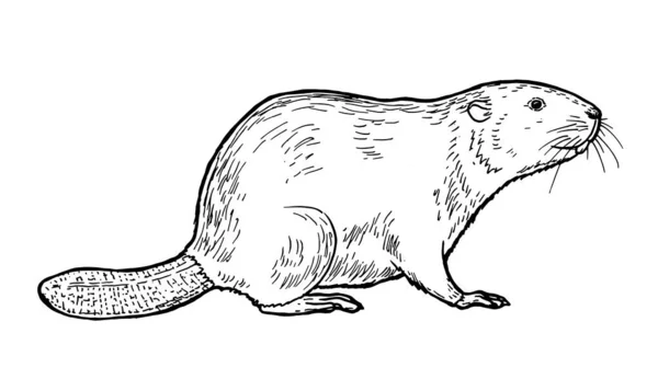 ビーバーの描画 哺乳類の手スケッチ — ストックベクタ