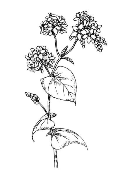 Zeichnung Des Buchweizens Handskizze Der Kulturpflanze Honigblume Fagopyrum Esculentum — Stockvektor