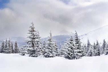 Winter landscape of mountains in snow in fir forest