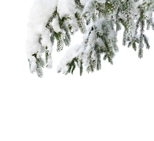 Ramas Árbol Navidad Cubiertas Escarcha Nieve Sobre Fondo Blanco Con — Foto de Stock