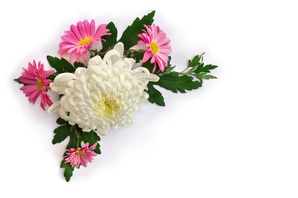 Bukiet Kwiatów Biały Różowy Chryzantemy Morifolium Białym Tle Miejscem Tekst — Zdjęcie stockowe