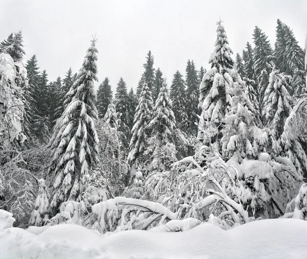 Invierno Paisaje Nevado Bosque Abeto Nieve Después Nevadas —  Fotos de Stock