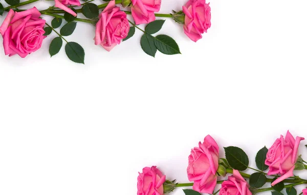 Pink Flowers Roses White Background Space Text Top View Flat — Stockfoto