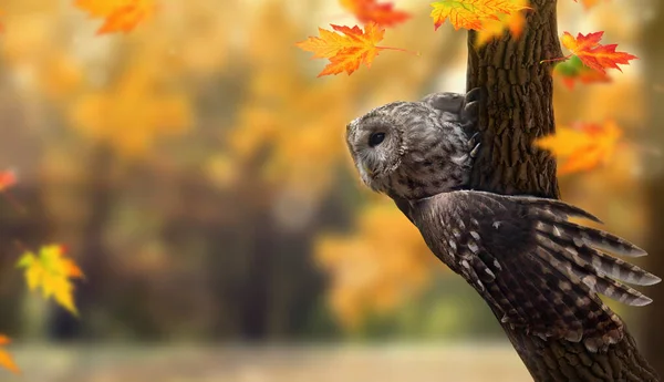 金丝雀或褐色猫头鹰 Strix Aluco 栖息在森林中秋天的黄树中 秋天的风景 — 图库照片