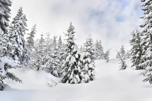 Paisaje Invierno Siguiendo Bosque Abeto Claro Cielo Nublado Fondo —  Fotos de Stock