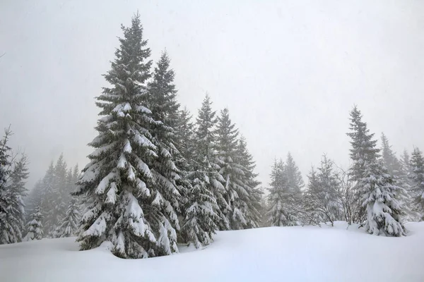 Abeto Nieve Durante Las Nevadas Paisaje Invierno Con Bosque Abeto —  Fotos de Stock