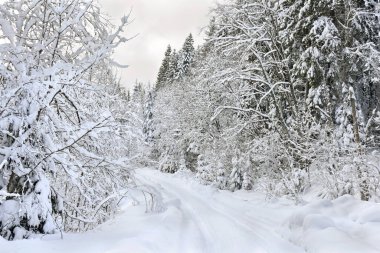 Car tire tracks on road on snow in winter forest. Winter landscape