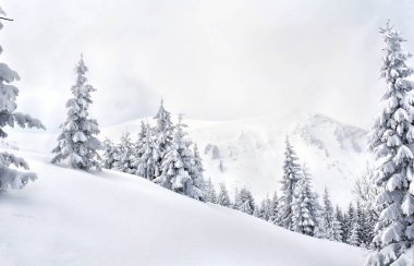 Spruces in snow. Winter landscape of mountains in fir tree forest and glade in snow. Carpathian mountains