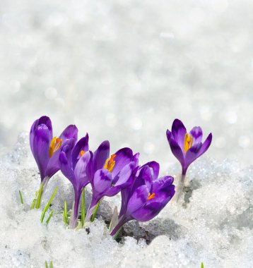 İlkbahar kardelen çiçekleri menekşe timsahlar (Crocus heuffelianus) kar içinde metinler için boşluk ile