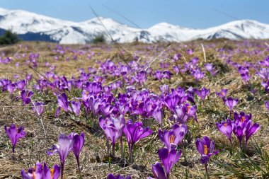 Çiçeklerin bahar manzarası, karla kaplı dağlardaki Crocus heuffelianus (Crocus heuffelianus). Karpat Dağları