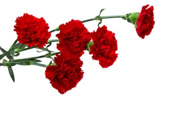 Bouquet of red flowers carnations ( Dianthus caryophyllus ) on a white background with space for text clipart