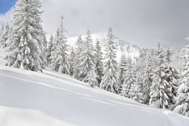 Spruces in snow. Winter landscape of mountains in fir tree forest and glade in snow. Carpathian mountains