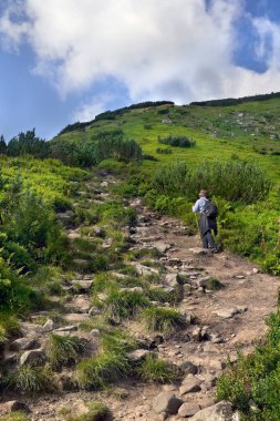 Hiker man goes up on mountain range of Chernogor in Ukraine. Carpathian summer mountains