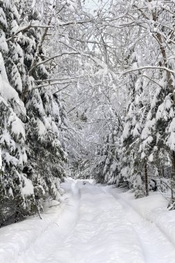 Winter landscape with road with footprints in snow following in fir forest during snowfall
