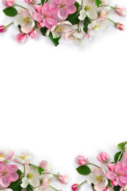 Çiçekler elma ağacı, beyaz arka planda pembe ve beyaz çiçekler ve metin için boşluk. Üst manzara, düz uzanma