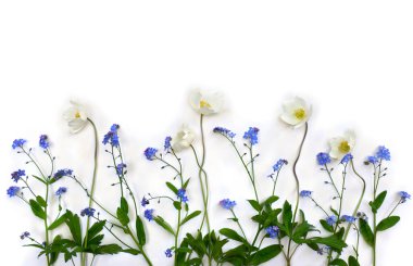 White flowers anemone and blue flowers forget-me-not on white background with space for text. Top view, flat lay