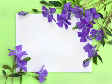 Blue violet flowers periwinkle and white paper card note with space for text on a green background. Top view, flat lay