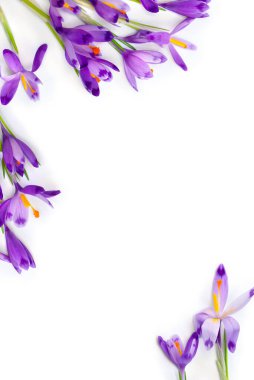 Beyaz bir zemin üzerinde menekşe timsah çerçevesi ve metin için boşluk. Bahar çiçekleri. Üst manzara, düz uzanma