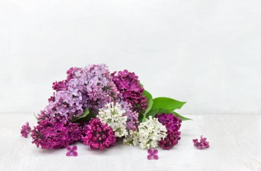 Bouquet lilac of white, violet, pink flowers ( Syringa vulgaris ) on a white table with space for text