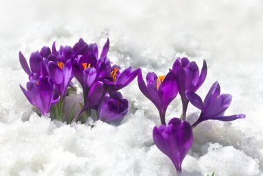İlkbahar kardelen çiçekleri menekşe timsahlar (Crocus heuffelianus) kar içinde metinler için boşluk ile