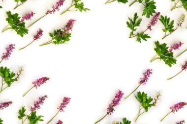 Bahar dekorasyonu. Beyaz bir arkaplanda, yazı için yeri olan mor renkli oyuk kökü (corydalis) vardır. Üst manzara, düz uzanma