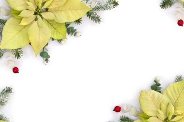 Noel süsü. Beyaz sarı noktalı çiçekler, dallı Noel ağacı, ökseotu, beyaz arka planda kırmızı böğürtlen, yazı için boşluk. Üst manzara, düz uzanma