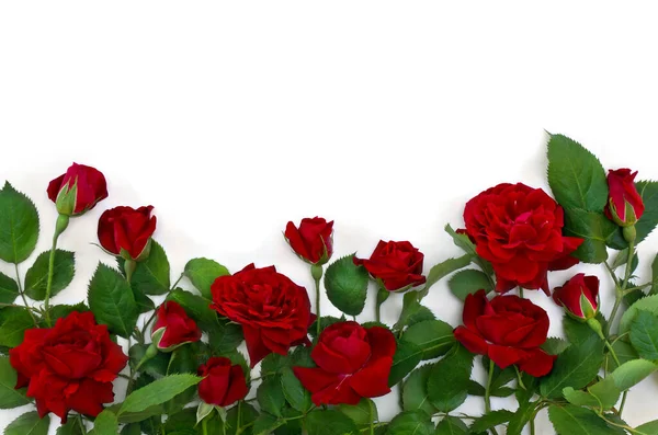 Rosas Rojas Sobre Fondo Blanco Con Espacio Para Texto Vista —  Fotos de Stock
