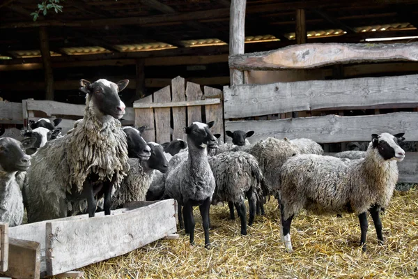 Pecore Nel Fienile Legno Paglia Fresca Azienda — Foto Stock