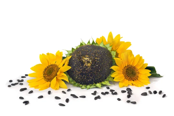 Gelbe Sonnenblumenblüten Reife Sonnenblumen Und Samen Auf Weißem Hintergrund Mit — Stockfoto