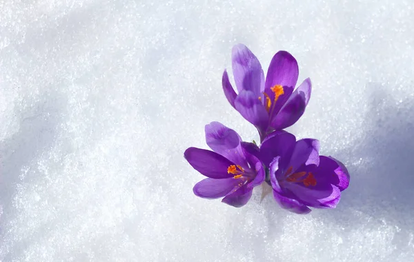 雪花飘落在雪地里 花儿绽放着紫色的番石榴 Crocus Heuffelianus 上面有文字的空间 顶部视图 — 图库照片
