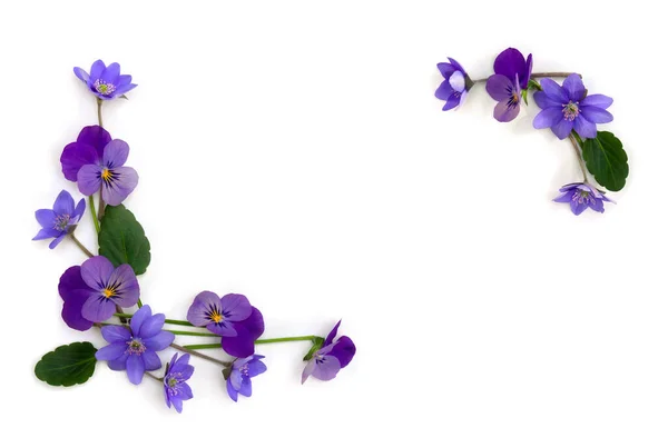 Flores Viola Tricolor Pansy Flores Azules Hepatica Hoja Hígado Hierba —  Fotos de Stock