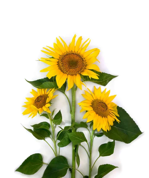 Yellow Flowers Sunflower Helianthus Annuus Leaves White Background Space Text — Stock Photo, Image