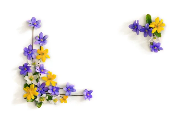 Violet Μπλε Λουλούδια Hepatica Λευκό Και Κίτρινο Λουλούδια Ανεμώνη Λευκό — Φωτογραφία Αρχείου