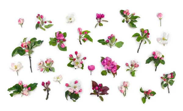 Virágok Almafa Rózsaszín Fehér Virágzik Fehér Háttér Felülnézet Lapos Fektetés Jogdíjmentes Stock Fotók