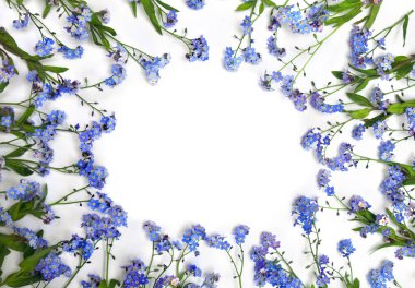 Mavi çiçekler, beyaz bir arka planda, mesaj için yeri olan beni unutmazlar. Üst manzara, düz uzanma