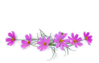 Beyaz arka planda pembe çiçek kozmosu ve metin için yer var. Üst manzara, düz uzanma