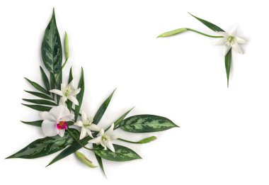 Tropikal palmiye yaprakları ve dieffenbachia, beyaz pembe çiçek orkidesi, ve beyaz arka planda tropikal çiçekler yazı için alan. Üst manzara, düz uzanma