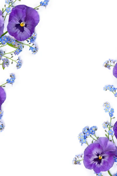 Flores Viola Tricolor Pansy Flores Silvestres Azules Forget Nots Sobre —  Fotos de Stock