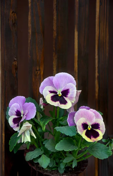 stock image Flowers viola tricolor ( pansy ) on a wooden brown background with space for text