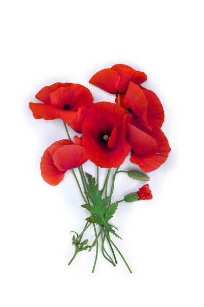 Kwiaty Czerwony Mak Pąki Zielone Liście Papaver Rhoeas Kukurydziany Mak — Zdjęcie stockowe