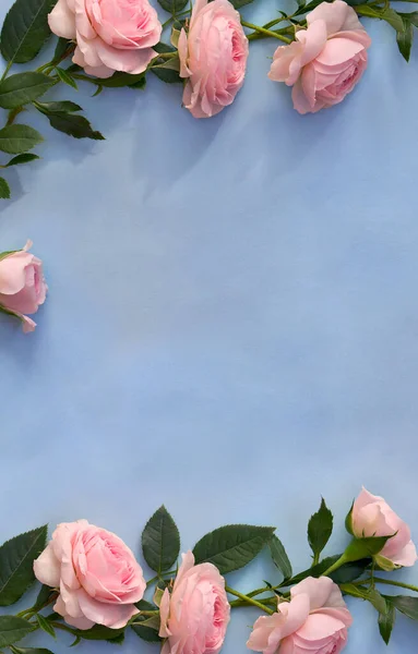 Квіти Рожеві Троянди Синьому Паперовому Фоні Пробілом Тексту Вид Зверху Стокова Картинка
