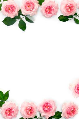 Pink flowers roses on a white background with space for text. Top view, flat lay