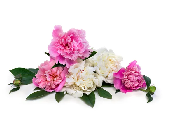 Pink and white peonies on a white background with space for text